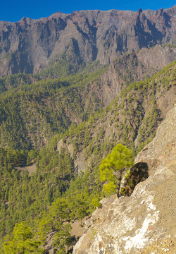 Rocky landscape with pines Pinus canariensis in Caldera of Taburiente, La Palma, Canary Islands