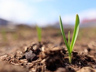 Sprout onion in the soil in the garden