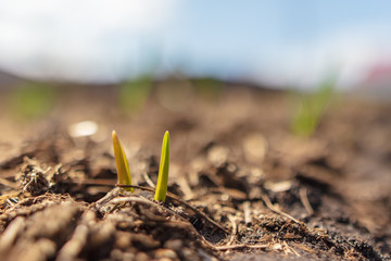 Sprout onion in the soil in the garden