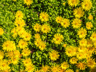Delosperma nubigenum 'Lesotho' - Mittagsblume
