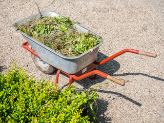 Schubkarre mit Grünabfällen
