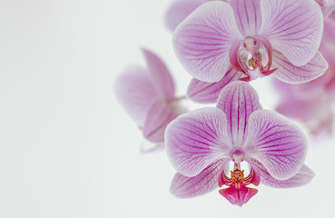 Naklejka na ściany i meble Blumen - Pink Rosa Orchideen (Orchidaceae)