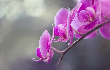Blumen - Pink Rosa Orchideen (Orchidaceae)