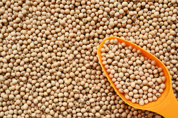 close up of soy bean for background