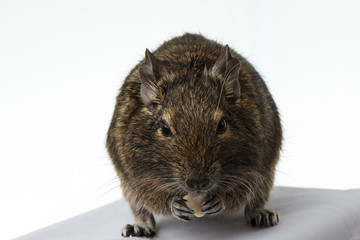 rodent degu eats the nut on white background