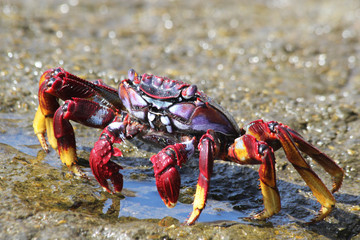 TIERE_5277_rote_Klippenkrabbe