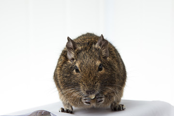 rodent degu eats the nut on white background