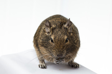 rodent degu eats the nut on white background