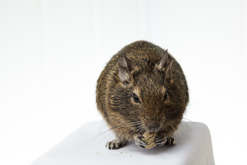 rodent degu eats the nut on white background