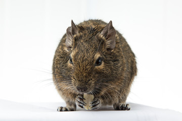 rodent degu eats the nut on white background