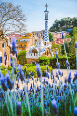 Colorful mosaic building in Park Guell. Violet lavender flower in foreground. Evening warm Sun light, Barcelona, Spain - obrazy, fototapety, plakaty