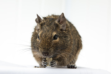 rodent degu eats the nut on white background