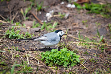 Portrait of a little bird in the garden