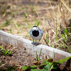 Portrait of a little bird in the garden