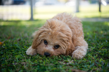 カブードルの子犬
