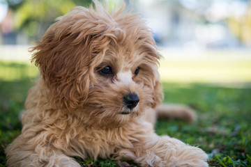 カブードルの子犬
