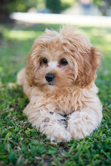 カブードルの子犬
