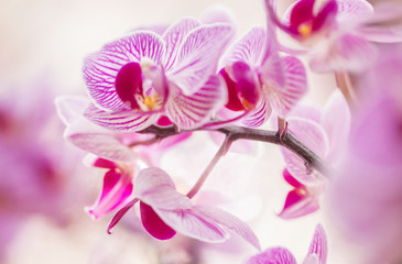 Blumen - Pink Rosa Orchideen (Orchidaceae)