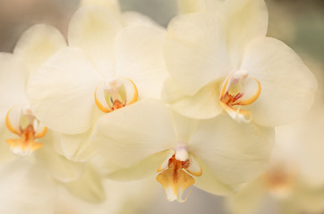 Blumen - Gelbe Orchideen (Orchidaceae)
