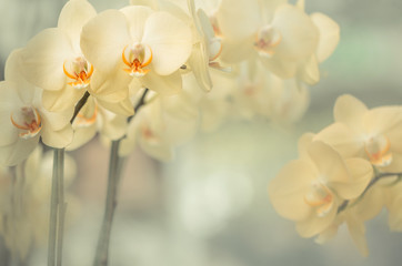 Blumen - Gelbe Orchideen (Orchidaceae)