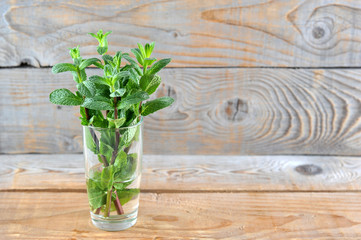 young green fresh mint leaves in a glass beaker