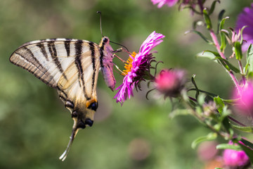 papillon sur aster