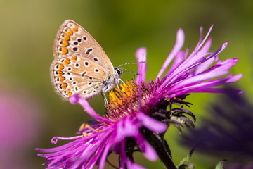 papillon sur aster