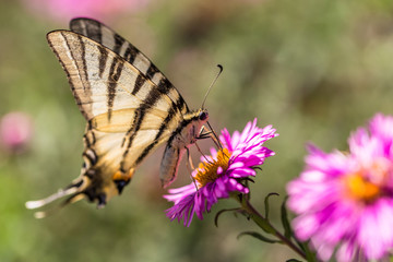 papillon sur aster