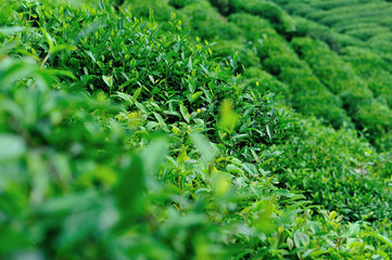 Growing green tea trees in spring mountains