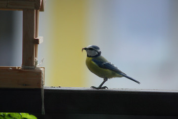 Blaumeise am Vogelhaus, Parus caeruleus