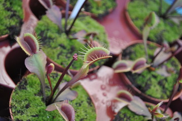 Muchołówka, - Dionaea muscipula