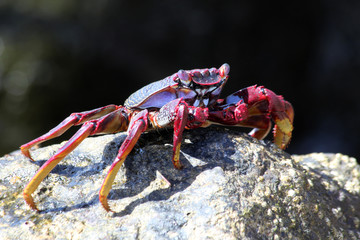 TIERE_4900_rote_Klippenkrabbe