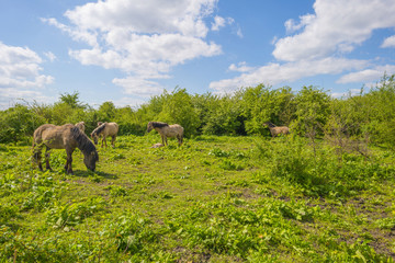 Feral horses in a field in sunlight in spring   © Naj