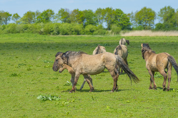 Feral horses in a field in sunlight in spring
