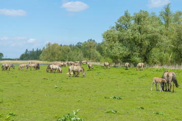 Feral horses in a field in sunlight in spring
