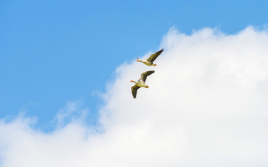 Geese flying in a blue cloudy sky in sunlight in spring