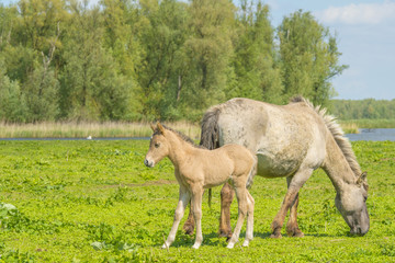 Obraz na płótnie Canvas Feral horses in a field in sunlight in spring 