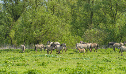 Fototapeta na wymiar Feral horses in a field in sunlight in spring 