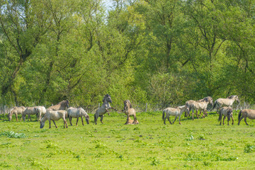 Fototapeta premium Feral horses in a field in sunlight in spring 