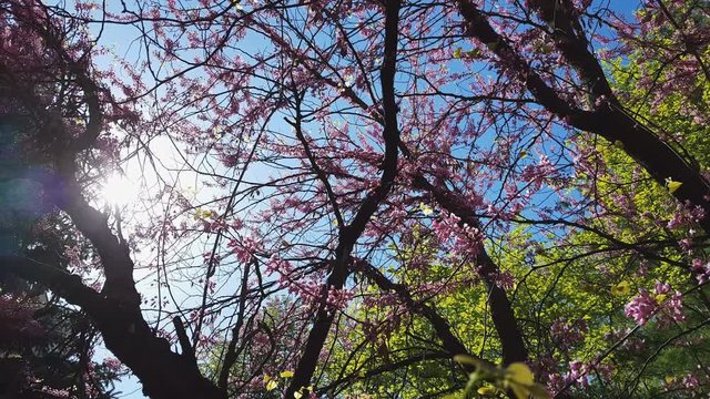 Closeup of pink flower clusters of an Eastern Redbud tree in full bloom. Judas tree or Cercis siliquastrum in spring. Light breeze, sunny day, dynamic scene, 4k video.