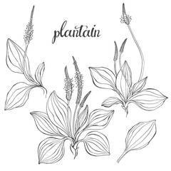 Plantain. Medicinal plant wild field flower.Sketch.Hand drawn outline vector illustration, isolated floral elements for design on white background. © maritime_m