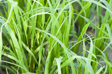 Green grass for cattle feeds
