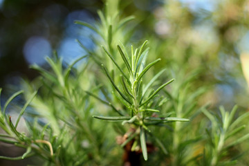 Rosemary herb branches with leaves close-up. Cooking food ingredient, raw flavoring plants