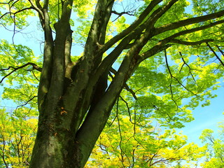 Obraz premium 新緑の欅