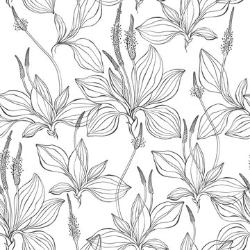 Seamless pattern with plantain. Black and white vector illustration. Outline drawing on a white background.