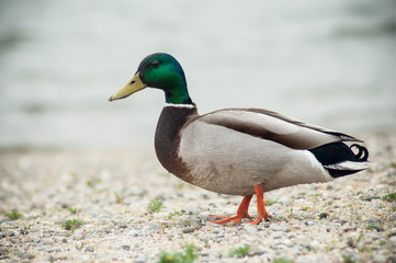 portrait of one duck walking on the pebbles beach