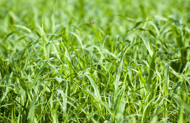 Fototapeta na wymiar The green grass for the cattle feed