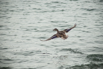 closeup of duck flying  on the lake