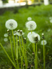 A Dandelion blowing seeds in the wind