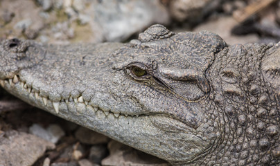 Fototapeta premium crocodile close-up at the zoo